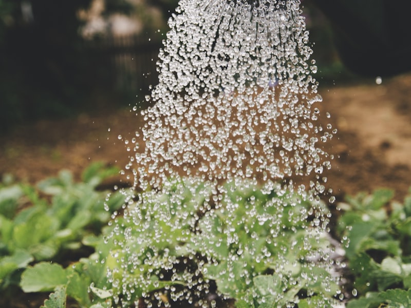 Watering garden with hose - close up