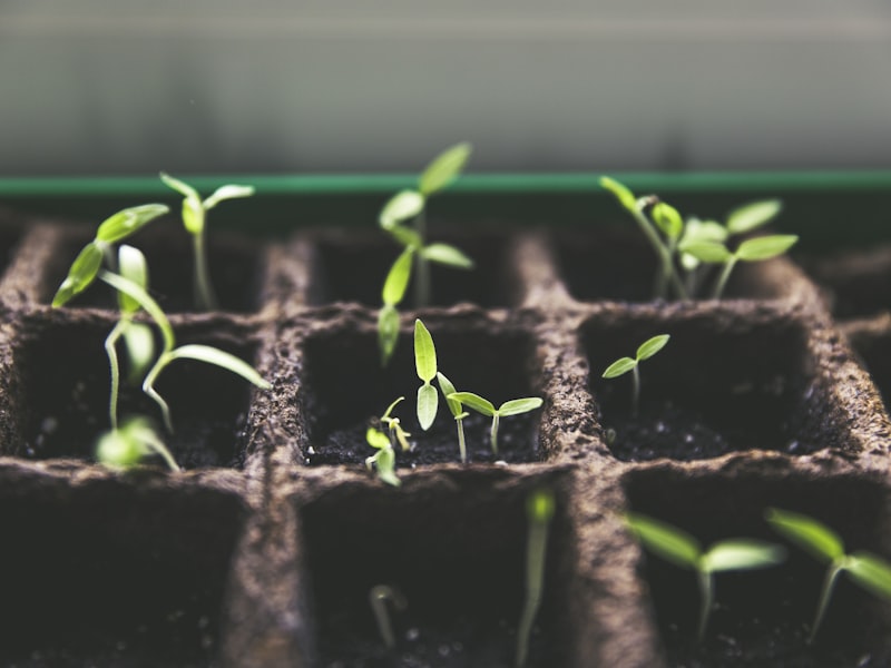 Seedlings and young plants growing inside a greenhouse